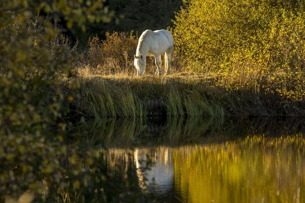 Colpo Cavallo Bianco Elegante Bello Che Mangia Erba — Foto Stock