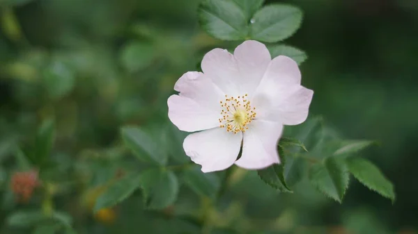 Een Dichtbij Shot Van Een Rose Woud Steeg Onder Zonnelicht — Stockfoto