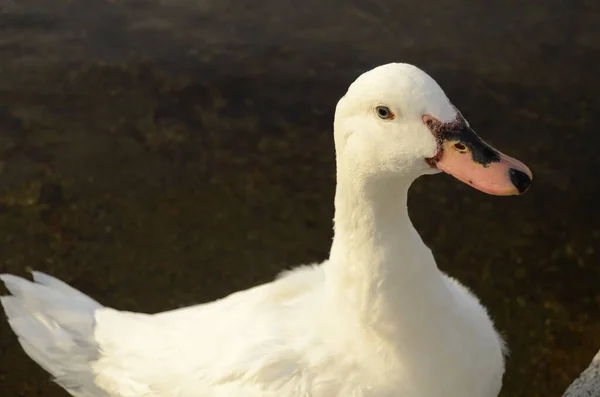 Een Close Schot Van Een Witte Eend Staand Een Oever — Stockfoto