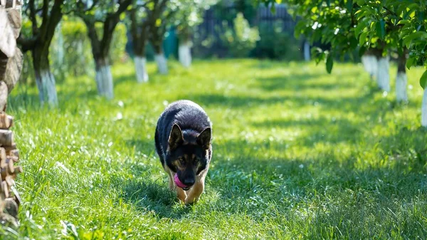 草の上でおもちゃで遊んでいるドイツの羊飼いの犬 — ストック写真