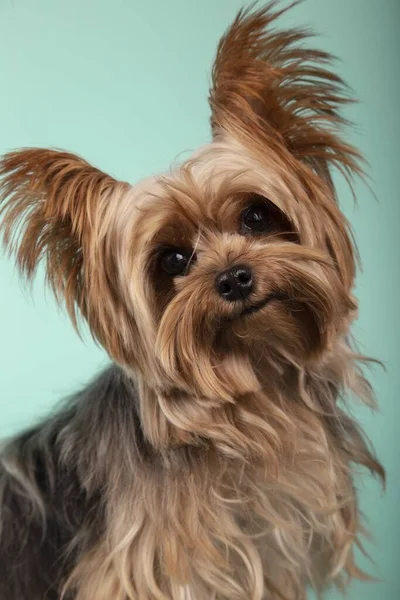 Vertikal Bild Bedårande Yorkshire Terrier Isolerad Grön Bakgrund — Stockfoto