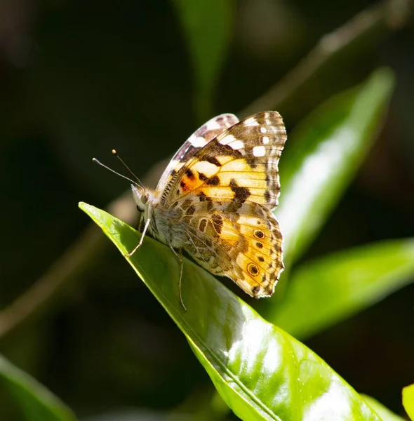 Enfoque Selectivo Una Mariposa Amarilla Manchada Sobre Una Hoja Verde —  Fotos de Stock