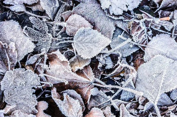 Zblízka Shora Pohled Padlé Podzimní Listí Pokryté Ledovými Krystaly — Stock fotografie