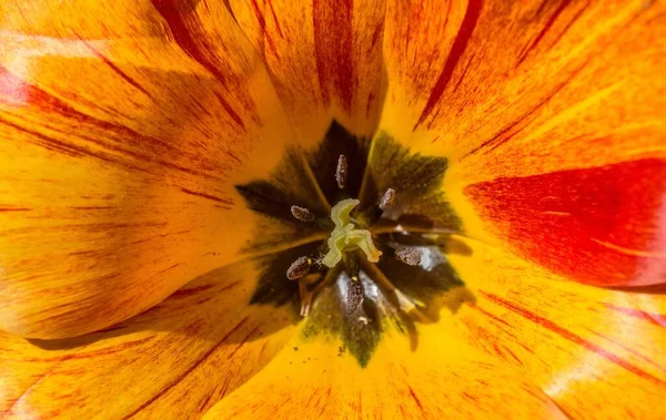 Uma Foto Macro Tulipa Amarela Vermelha — Fotografia de Stock