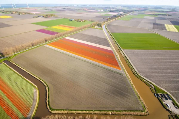 Een Luchtfoto Van Kleurrijke Tulpenvelden Het Voorjaar Nederland — Stockfoto