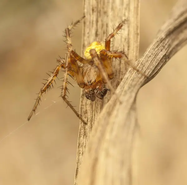 Photo Spider Hunting Predator — Stock Photo, Image