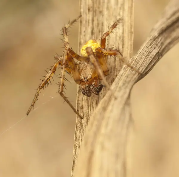 Foto Einer Spinne Die Raubtiere Jagt — Stockfoto