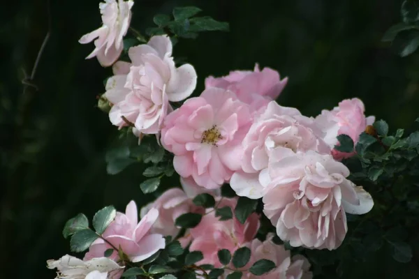 Вибірковий Фокус Зображення Рожевих Садових Троянд — стокове фото