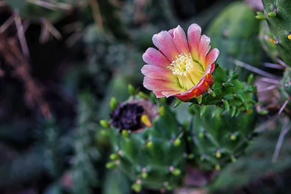 Detailní Záběr Krásné Růžové Okvětní Lístek Pichlavé Hrušky Květiny Rozmazaném — Stock fotografie