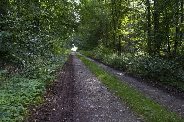 Strada Una Foresta Verde — Foto Stock