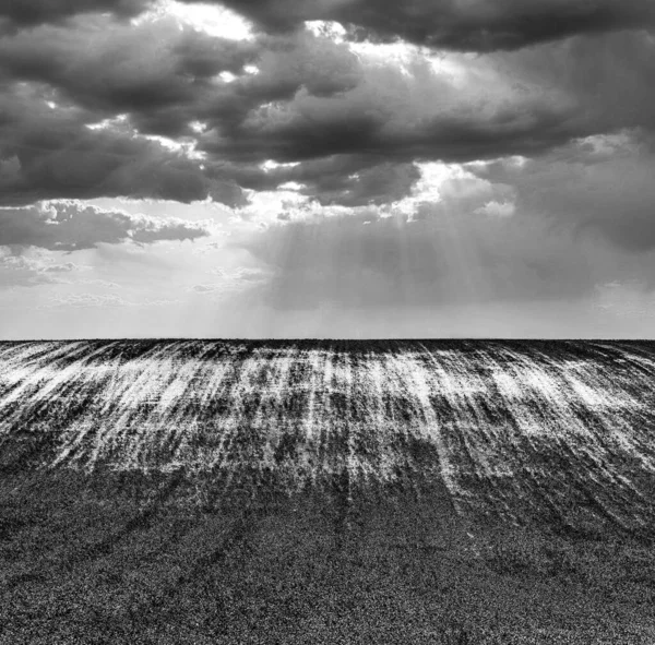 長い草畑のグレースケールショット — ストック写真