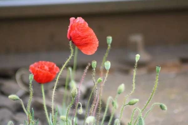 赤いケシの花の選択的な焦点ショット — ストック写真