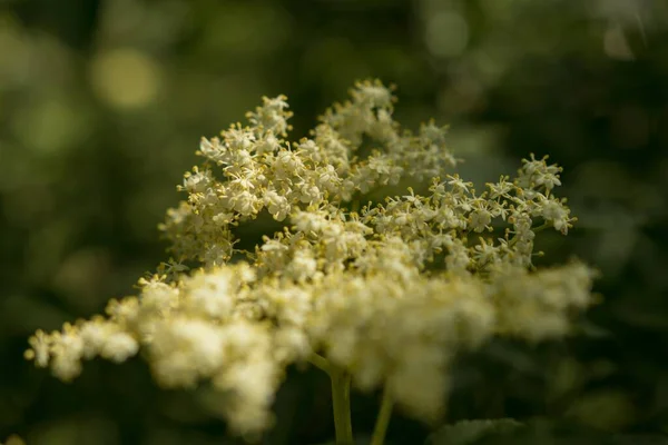 Egy Közeli Felvétel Gyönyörű Fehér Mimóza Virágokról Homályos Háttérrel — Stock Fotó