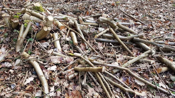 Nahaufnahme Von Abgesägten Stämmen Und Ästen Auf Dem Boden — Stockfoto