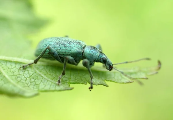 Doğadaki Böceğin Makrofotoğrafçılığı — Stok fotoğraf