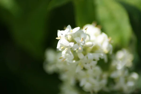 Tiro Seletivo Foco Flor Branca Jasmim — Fotografia de Stock