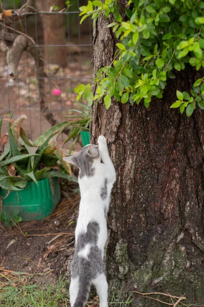 Biały Szary Kot Bawiący Się Drzewem Parku Ciągu Dnia — Zdjęcie stockowe