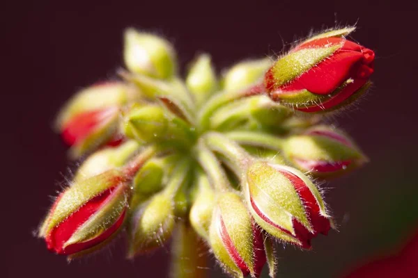 Tiro Close Belos Botões Flores Vermelhas Fundo Borrado — Fotografia de Stock