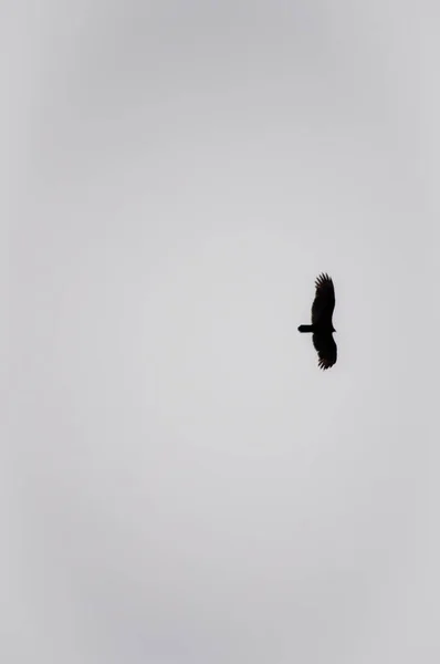 Niski Kąt Ujęcia Ptaszka Locie Pod Ponurym Niebem — Zdjęcie stockowe