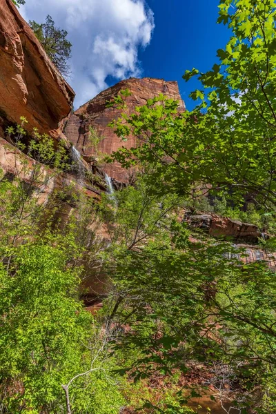 Hermoso Paisaje Verano Las Rocas Árboles Verdes Parque Nacional Zion —  Fotos de Stock