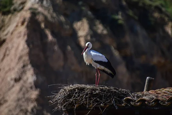 Eine Flache Fokusaufnahme Eines Weißstorchs Der Einem Nest Auf Einem — Stockfoto