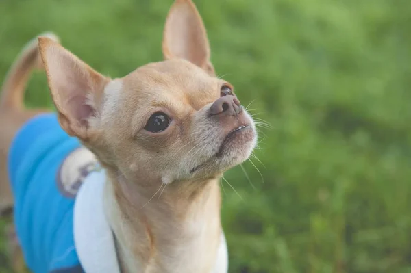 Tiro Perto Chihuahua Uma Camisa Azul Campo Sob Luzes Durante — Fotografia de Stock