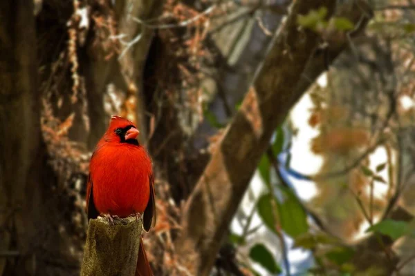 Tiro Perto Pássaro Cardeal Norte Árvore — Fotografia de Stock