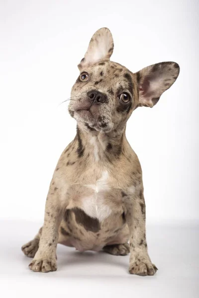 Beyaz Arka Planda Oturan Meraklı Bir Fransız Bulldog Köpeğinin Dikey — Stok fotoğraf