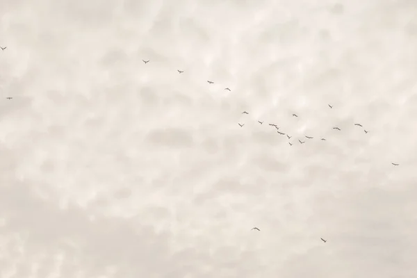 Tiro Ângulo Baixo Céu Nublado Branco Com Bando Pássaros — Fotografia de Stock
