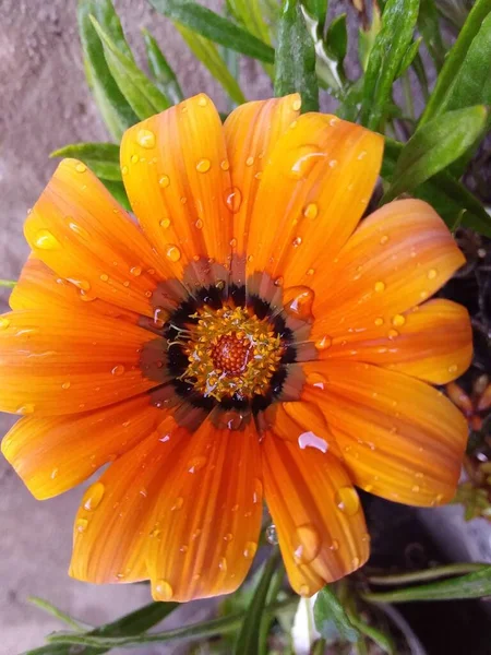 Zbliżenie Ujęcie Pięknej Pomarańczowej Stokrotki Krystalicznie Czystą Wodą Krople — Zdjęcie stockowe