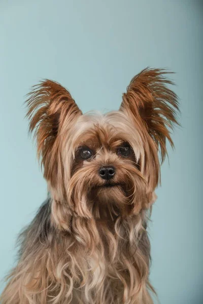 Disparo Vertical Adorable Yorkshire Terrier Aislado Sobre Fondo Verde —  Fotos de Stock