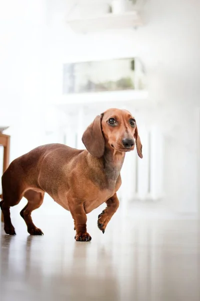 Tiro Vertical Cão Dachshund Marrom Dentro Uma Sala — Fotografia de Stock