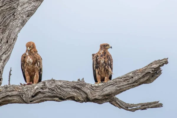 Tawny Eagle Coppia Che Dorme Nel Parco Nazionale Kruger — Foto Stock