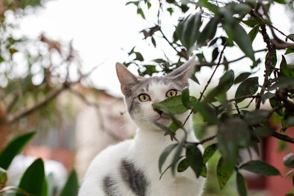 Egy Közeli Felvétel Egy Vicces Fehér Szürke Macskáról Aki Faágakkal — Stock Fotó