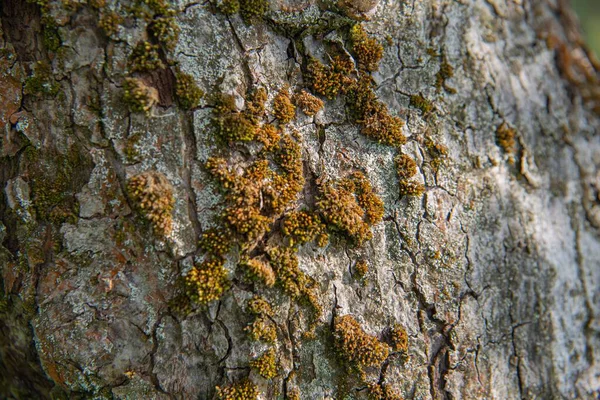Mech Pnia Drzewa Tekstury Kory Drewna Tła Tapety Przyrodnicze — Zdjęcie stockowe