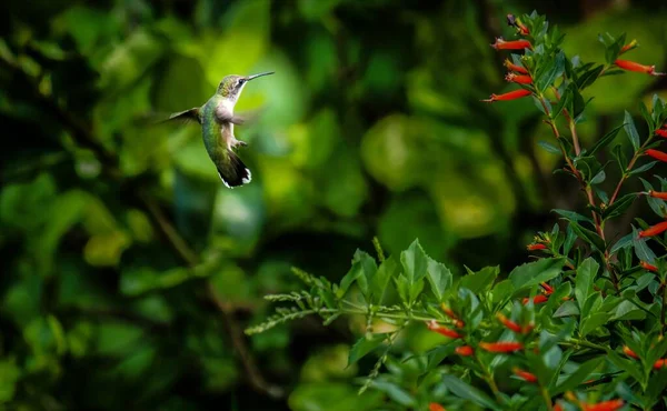 Een Close Opname Van Een Groene Kolibrie Naast Een Boom — Stockfoto