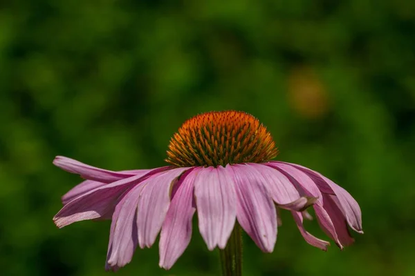 Una Toma Selectiva Coneflower Rosa Bajo Luz Del Sol Con — Foto de Stock