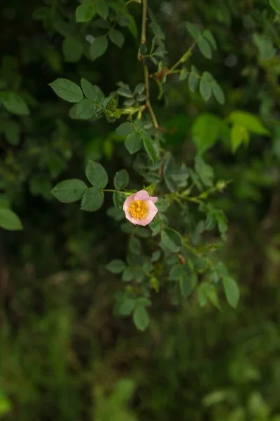 Closeup Shot Beautiful Pink Rosa Cantina Flower Blurred Background — Stock Photo, Image