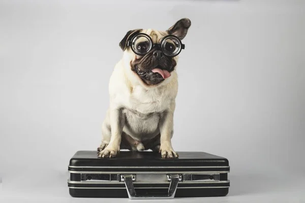 Pug Adorável Com Óculos Uma Mala Fundo Cinza — Fotografia de Stock