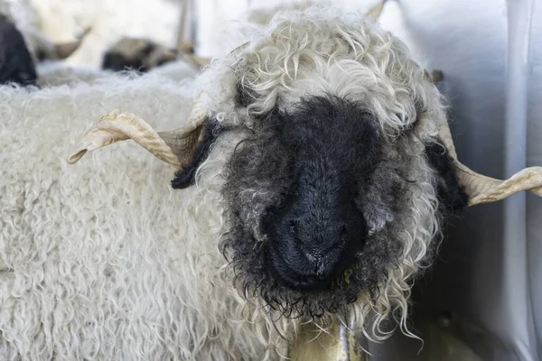 Lustige Schwarze Nasenschafe Den Bergen Von Zermatt Wallis Wallis Schweiz — Stockfoto