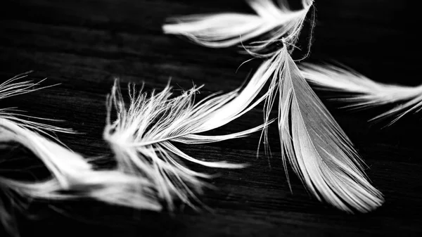 Black White Picture Some Tiny Feathers Perfect Background — Stock Photo, Image