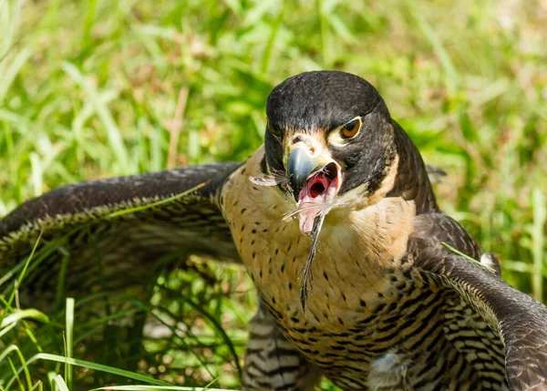 Primer Plano Águila Con Plumas Pico Abierto — Foto de Stock