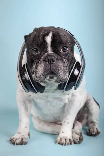 Plan Vertical Mignon Bouledogue Français Avec Écouteurs Sur Fond Bleu — Photo