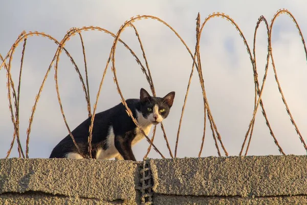 Gato Rua Preto Branco Curioso Andando Pelo Arame Farpado Cima — Fotografia de Stock