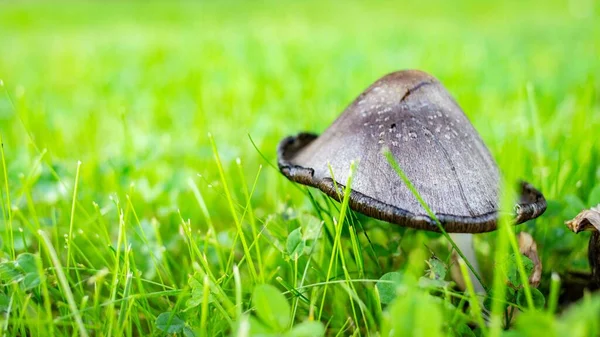 緑の草の真ん中に紫色のキノコのクローズアップショット — ストック写真