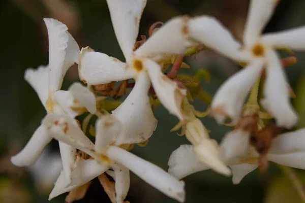 Een Close Shot Van Mooie Witte Jasminum Bloemen Een Wazige — Stockfoto