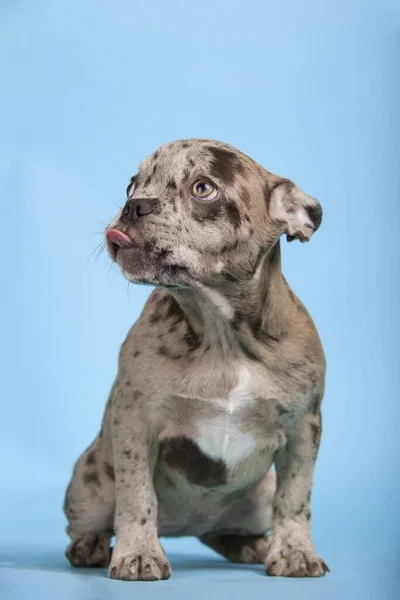 Eine Vertikale Aufnahme Eines Lustigen Französischen Bulldoggen Welpen Auf Blauem — Stockfoto