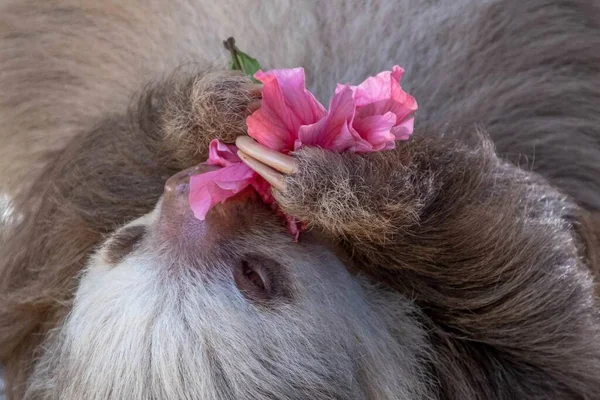 爪でピンクの花を保持し 匂いを楽しむ美しい赤ちゃんのスロット — ストック写真