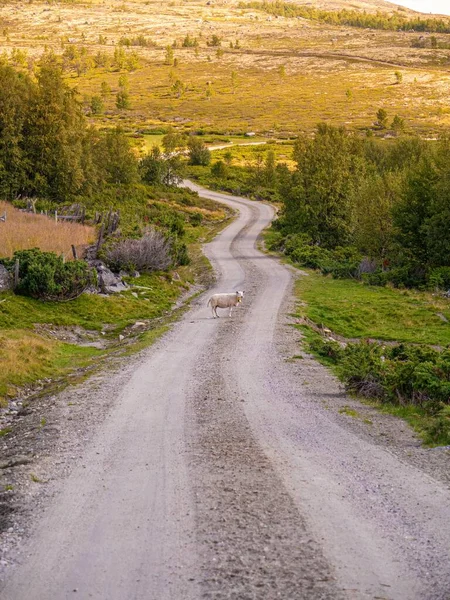 Tiro Vertical Uma Vaca Meio Uma Estrada Terra Com Uma — Fotografia de Stock