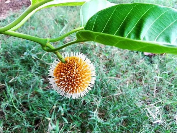 Цветок Кадамбы Neolamarckia Природной Среде — стоковое фото